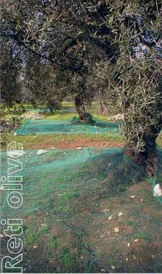 Rete antispine per olive occhiellata